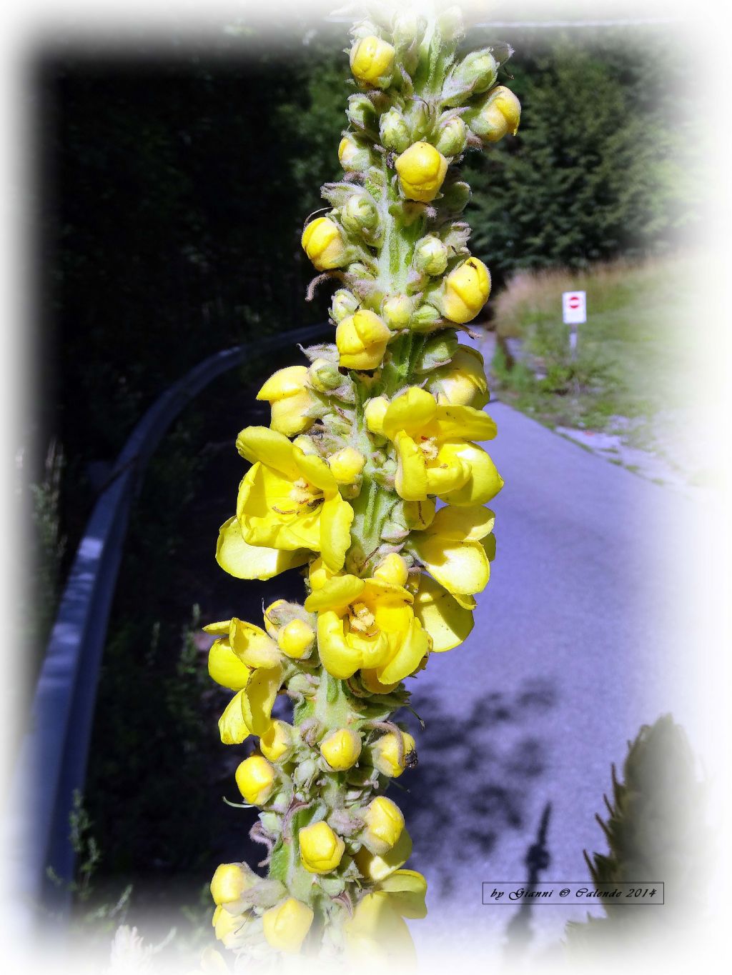 Verbascum thapsus